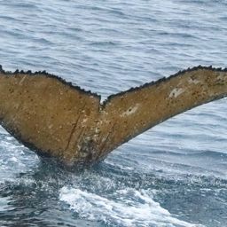 Fluke of HW-MN1307381