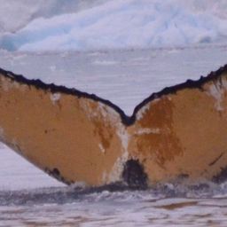 Fluke of HW-MN1307383
