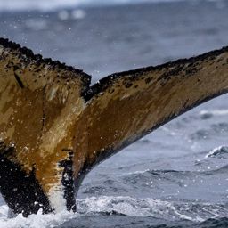 Fluke of HW-MN1307385