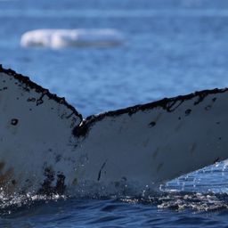 Fluke of HW-MN1307394