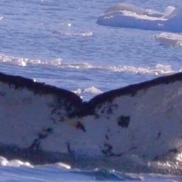 Fluke of HW-MN1307396