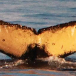 Fluke of HW-MN1307407