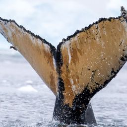 Fluke of HW-MN1307412