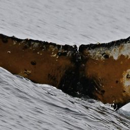Fluke of HW-MN1307413