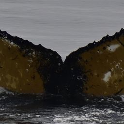 Fluke of HW-MN1307415
