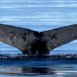 Fluke of HW-MN1307417