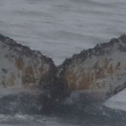 Fluke of HW-MN1307423