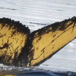 Fluke of HW-MN1307425