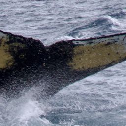 Fluke of HW-MN1307427