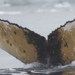 Fluke of HW-MN1307428