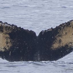 Fluke of HW-MN1307429