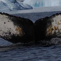 Fluke of HW-MN1307430