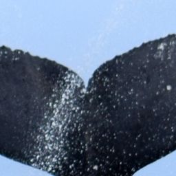 Fluke of CRC-13795