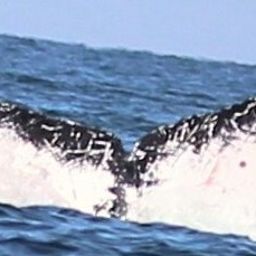 Fluke of CRC-12035