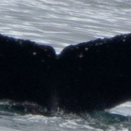 Fluke of HW-MN1307466