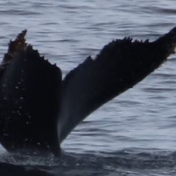 Fluke of HW-MN1307473