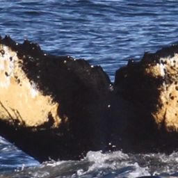 Fluke of Big Dipper