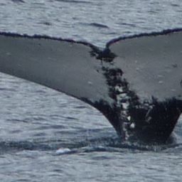 Fluke of CRC-22362