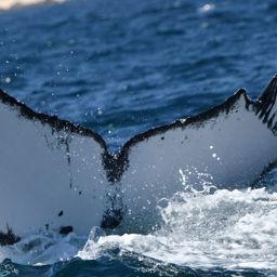 Fluke of HW-MN0524572