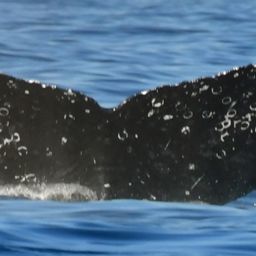 Fluke of HW-MN0524574