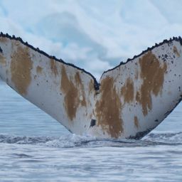 Fluke of HW-MN1307474