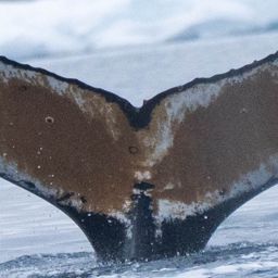 Fluke of HW-MN1307475