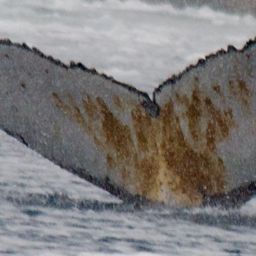 Fluke of HW-MN1307487