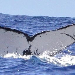 Fluke of HW-MN0440321