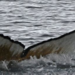 Fluke of HW-MN1307498
