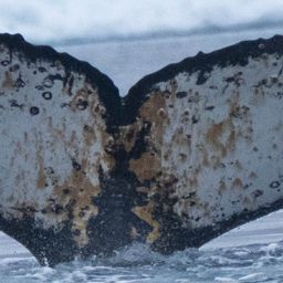 Fluke of HW-MN1307501