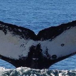 Fluke of Mirage