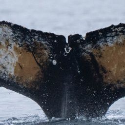 Fluke of HW-MN1307523