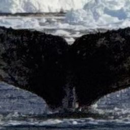 Fluke of HW-MN1307543