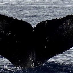 Fluke of HW-MN1307546