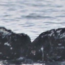 Fluke of SEAK-2637