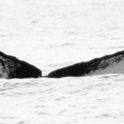 Fluke of BCY0304