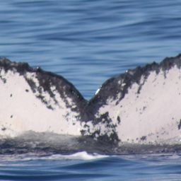 Fluke of HW-MN0440336