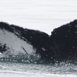 Fluke of HW-MN0410527