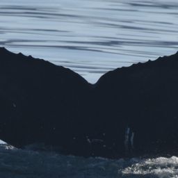 Fluke of HW-MN0524585