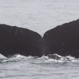 Fluke of CRC-15881