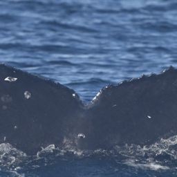 Fluke of HW-MN0524592