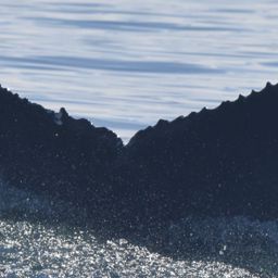 Fluke of HW-MN0524594