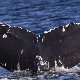 Fluke of CRC-23354