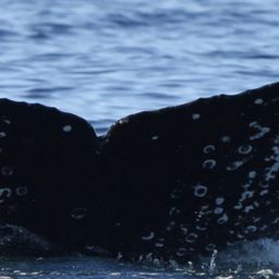 Fluke of HW-MN0524602