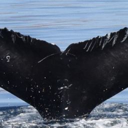 Fluke of HW-MN0524604