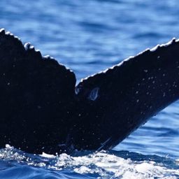 Fluke of 2024-2025 calf of Jaguar