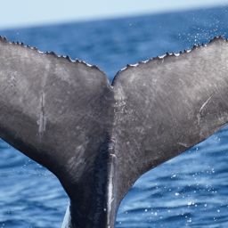 Fluke of 2024-2025 calf of HW-MN0520962