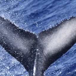 Fluke of 2024-2025 calf of Pawn