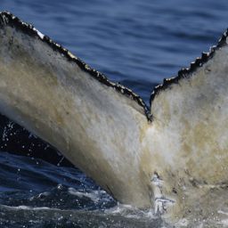 Fluke of HW-MN0805046