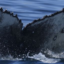 Fluke of HW-MN0805047